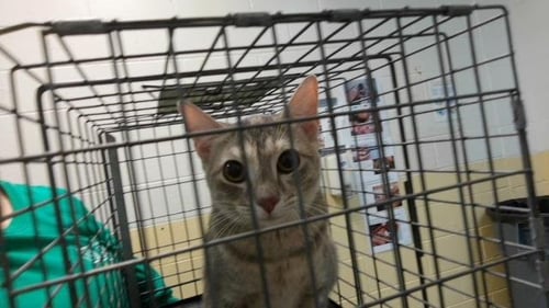 UNPAID INVOICE - Domestic Short Hair available for adoption