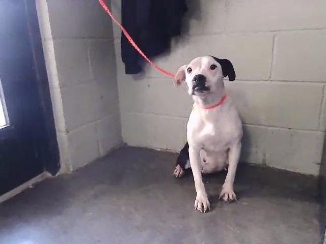 MOON/HOBBS - Boxer / Pit Bull Terrier available for adoption