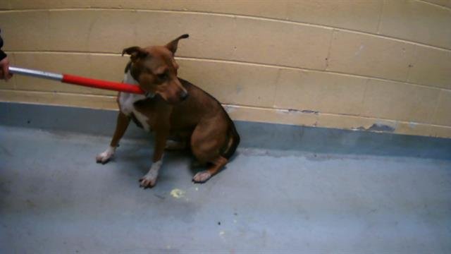 DANNY - Pit Bull Terrier / German Shepherd Dog available for adoption