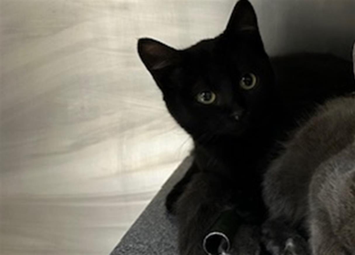 BANJO - Domestic Short Hair available for adoption