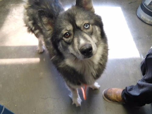 MAXINE - Husky available for adoption