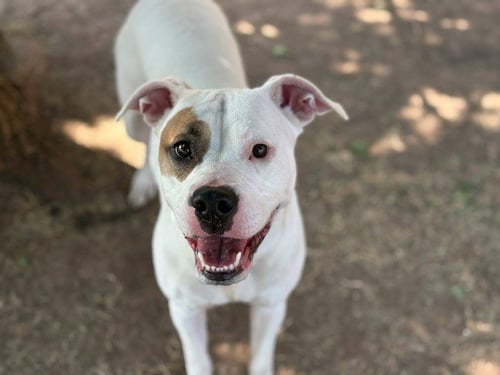 SASSY - Pit Bull Terrier available for adoption