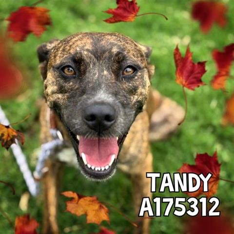 TANDY - Pit Bull Terrier available for adoption