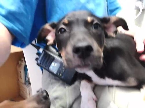SCRAPPY DOO - Rottweiler available for adoption