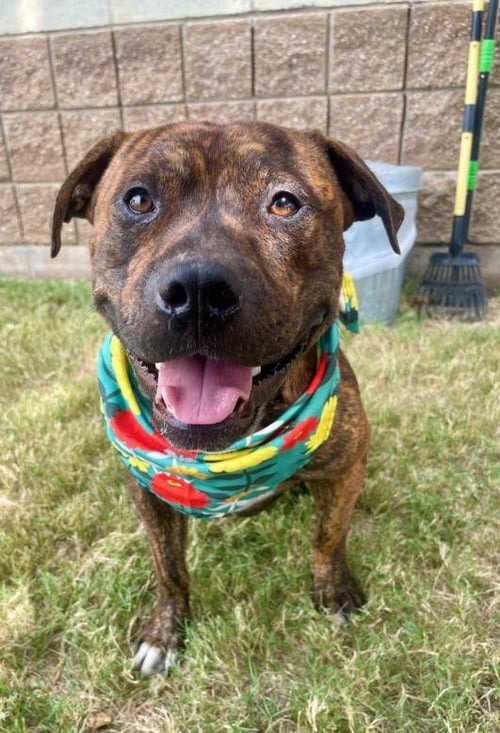 RIBEYE - Boxer available for adoption