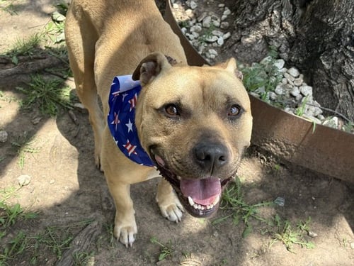 DUKE - Pit Bull Terrier available for adoption