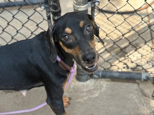 SHUKA - Doberman Pinscher available for adoption