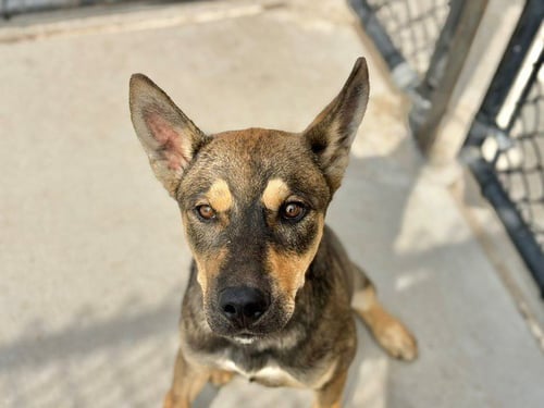 LEONARD - German Shepherd Dog available for adoption