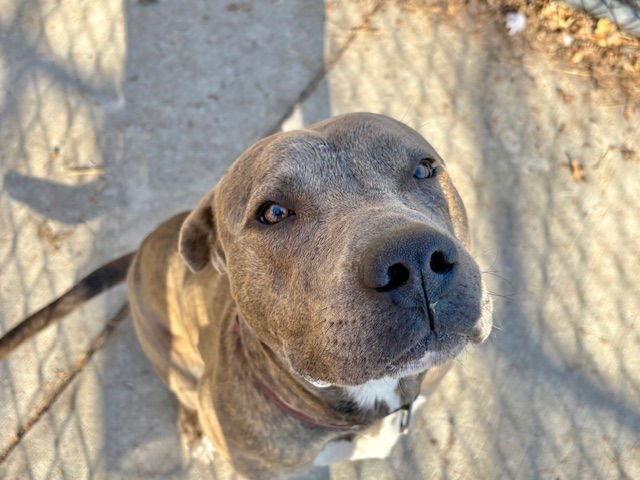 CARHART - Pit Bull Terrier available for adoption