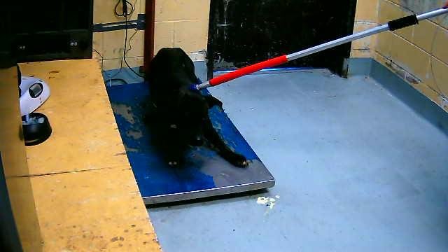 BLACK - Boxer / Pit Bull Terrier available for adoption