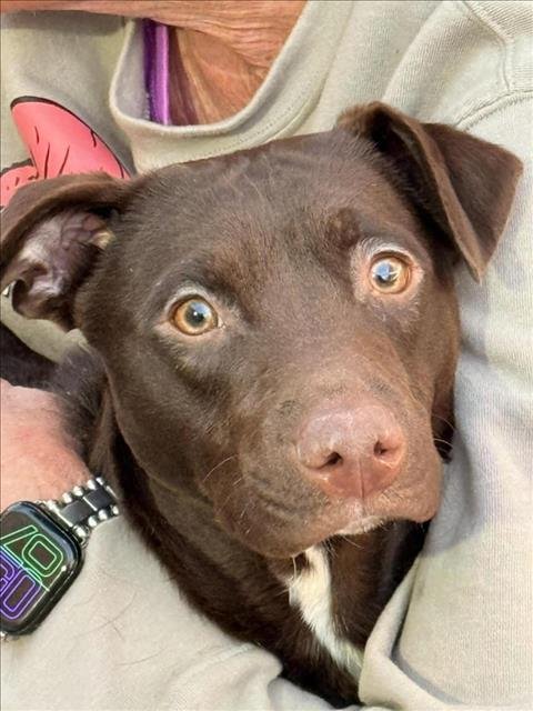 CLEVELAND - Chihuahua available for adoption