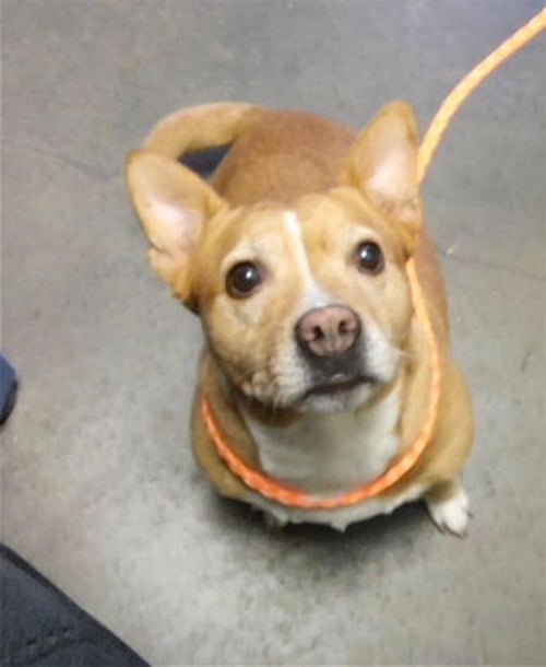 BRENDA - Cardigan Welsh Corgi available for adoption