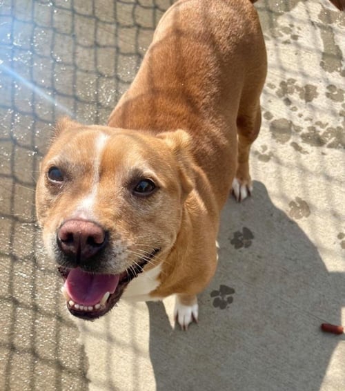 BRENDA - Cardigan Welsh Corgi available for adoption