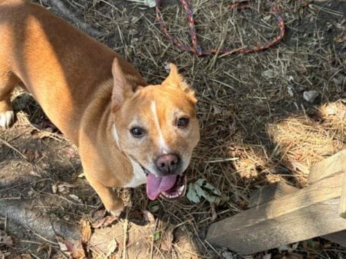 BRENDA - Cardigan Welsh Corgi available for adoption