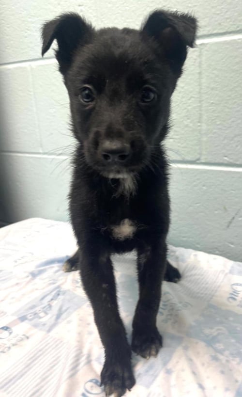 HE MAN - Border Collie available for adoption
