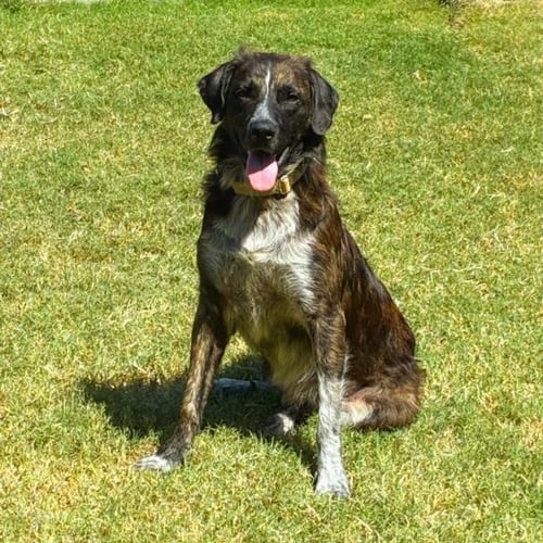 TURKEY - German Shepherd Dog for adoption in Broken Arrow