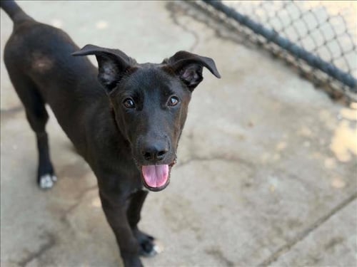 OAK - Pit Bull Terrier available for adoption