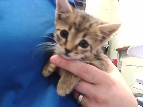 DOLLY - Domestic Short Hair available for adoption