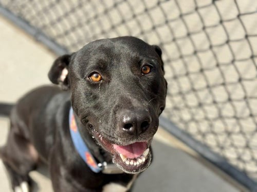 ZURG - Labrador Retriever available for adoption