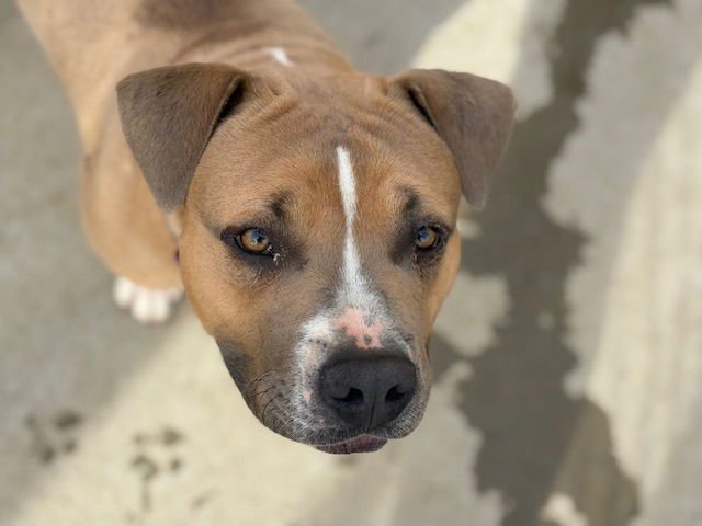 CHARLIE - Pit Bull Terrier available for adoption