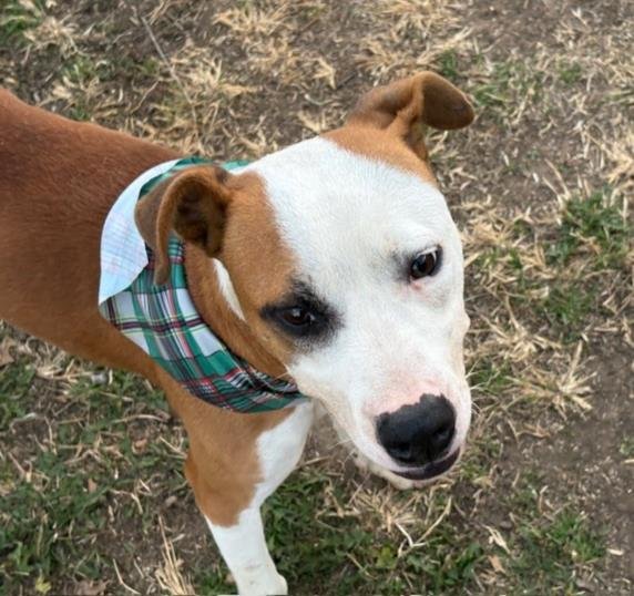 BOB - Pit Bull Terrier available for adoption