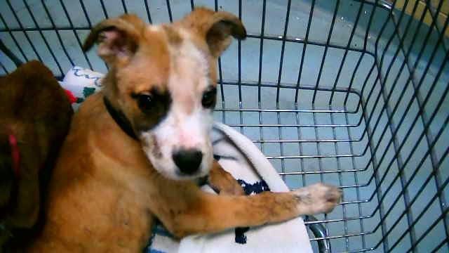 DASANI - Australian Cattle Dog/Blue Heeler available for adoption