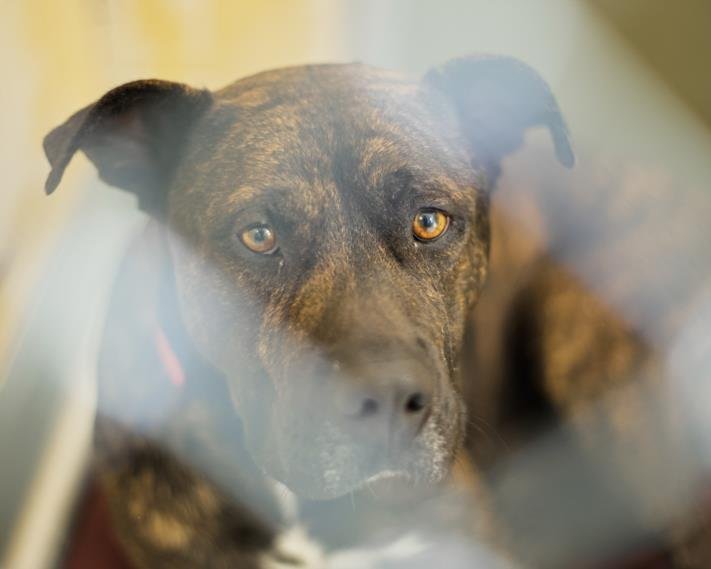 BERNARD - Pit Bull Terrier available for adoption