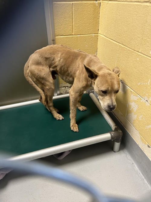 PAC MAN - Pit Bull Terrier available for adoption