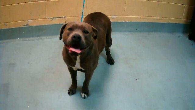 COQUETA - Pit Bull Terrier available for adoption