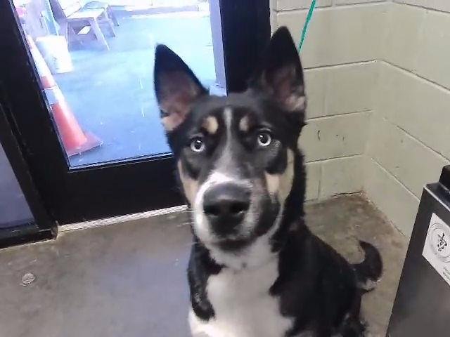 RAMBO - Siberian Husky available for adoption