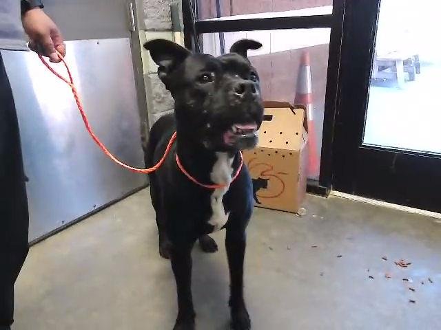 AXEL - Boxer / Pit Bull Terrier available for adoption