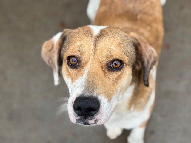 SUZIE - English Foxhound available for adoption