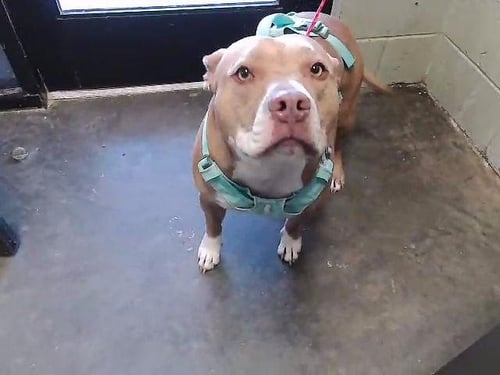 SUGAR - American Bulldog available for adoption