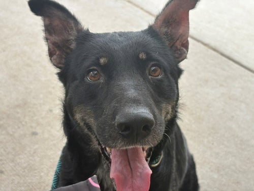 LILLY PAD - German Shepherd Dog available for adoption