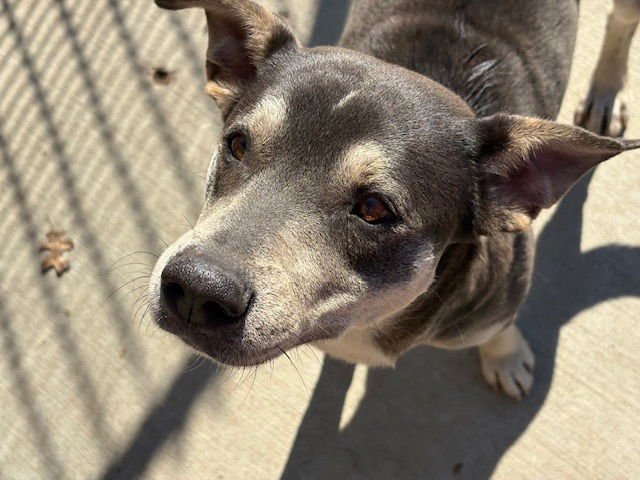 QT - German Shepherd Dog available for adoption