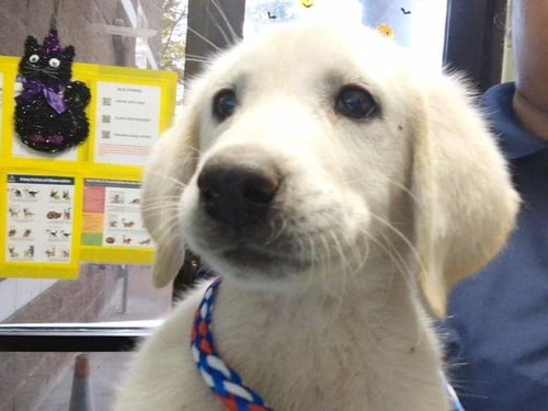 ANNIE - Great Pyrenees available for adoption