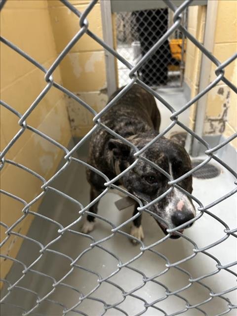 THING 2 - Pit Bull Terrier available for adoption