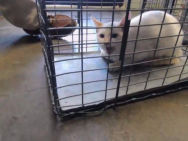 CHUCKLEBERRY - Domestic Short Hair available for adoption