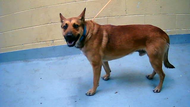 PUPPY - German Shepherd Dog available for adoption