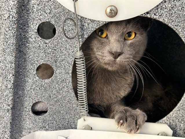 SKITTLES - Domestic Short Hair available for adoption