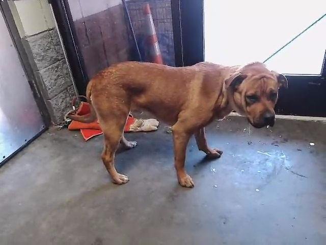 TEXAS - Pit Bull Terrier available for adoption