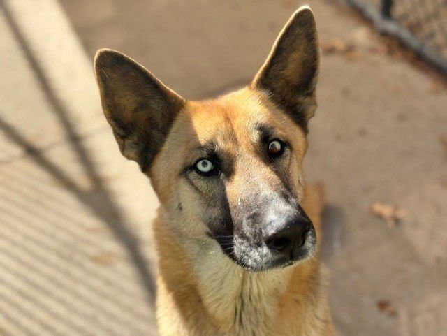 TUNA - German Shepherd Dog available for adoption