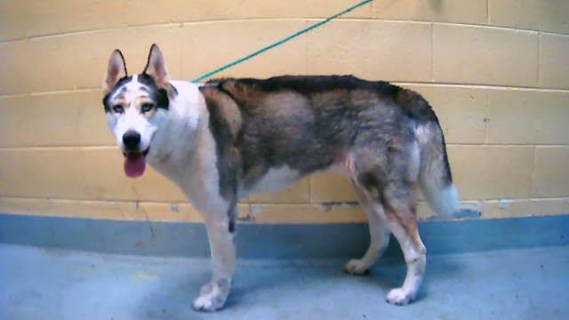 SYDNEY - Husky / Akita available for adoption