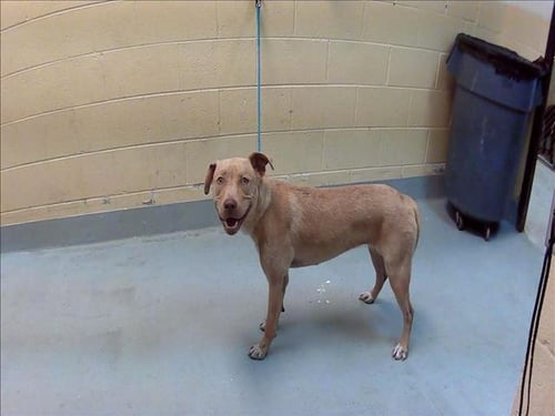 BAMBI - Labrador Retriever / Catahoula Leopard Dog available for adoption