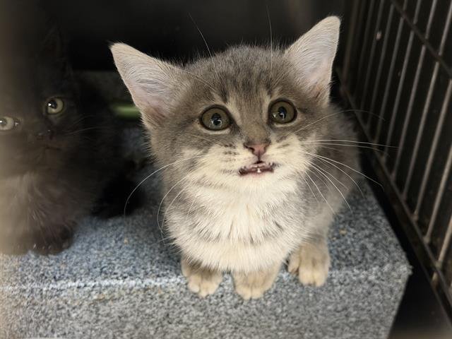 COMET - Domestic Medium Hair available for adoption