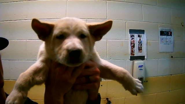 STRUDEL - German Shepherd Dog available for adoption