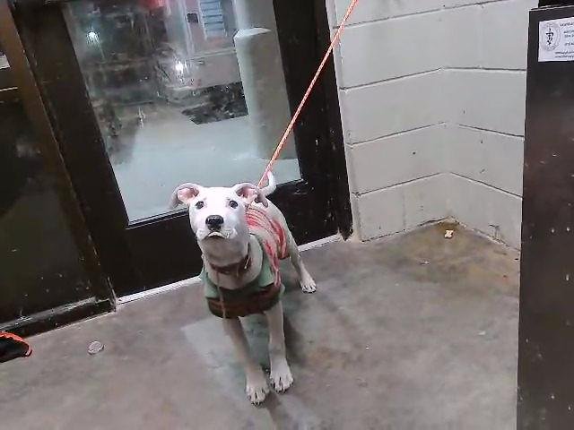 SNOW - Pit Bull Terrier available for adoption
