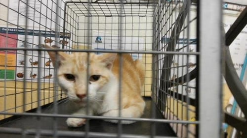 BOB - Domestic Short Hair available for adoption