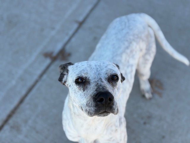 CLOVER - Australian Cattle Dog/Blue Heeler available for adoption