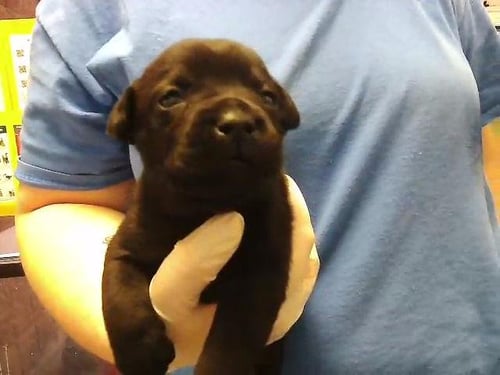 CHAMP - Pit Bull Terrier available for adoption